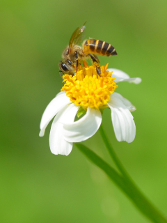 bee on flower